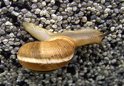 улитка зернистая кавказская. Фотография 54