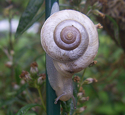 улитка зернистая кавказская. Фотография 56