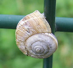 улитка зернистая кавказская. Фотография 58