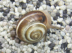 улитка зернистая кавказская. Фотография 60