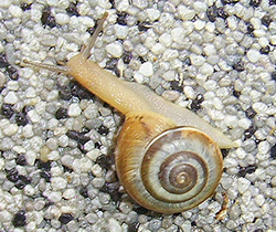 улитка зернистая кавказская. Фотография 62