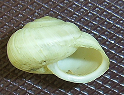 улитка зернистая кавказская. Фотография 14