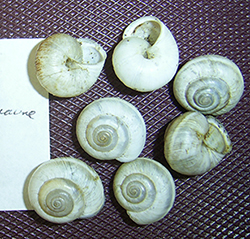 улитка зернистая кавказская. Фотография 8