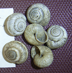 улитка зернистая кавказская. Фотография 4