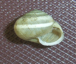 улитка зернистая кавказская. Фотография 6